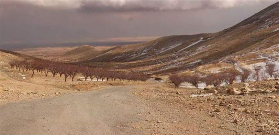 دب في جرود عرسال.. فيديو